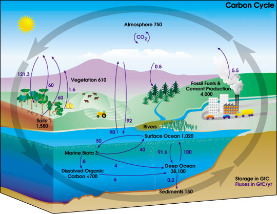 Carbon Cycle courtesy of NASA.PNG